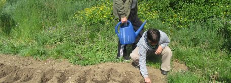 Sadenie fazule - IMG_3295